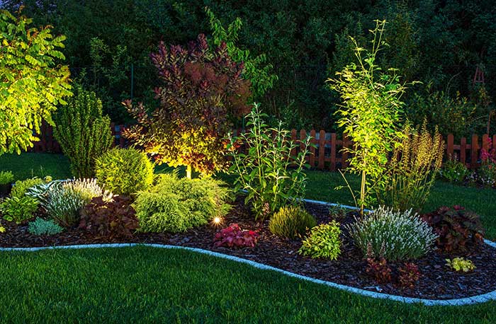 Landscape lighting illuminating trees and plants.