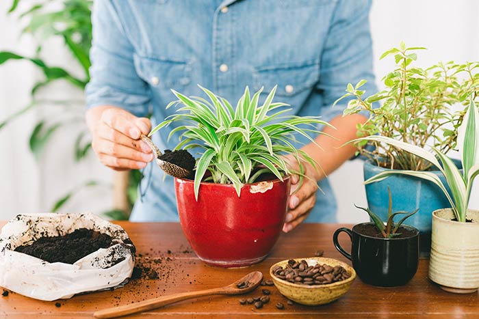 Person adding coffee grounds to potted plants.