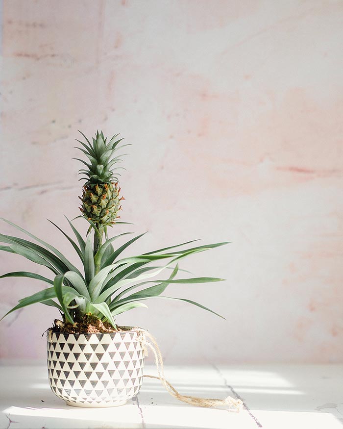 Pineapple plant in black and white container.