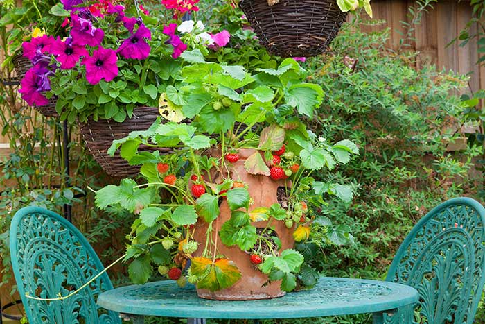 Strawberries growing in Terracotta planter.