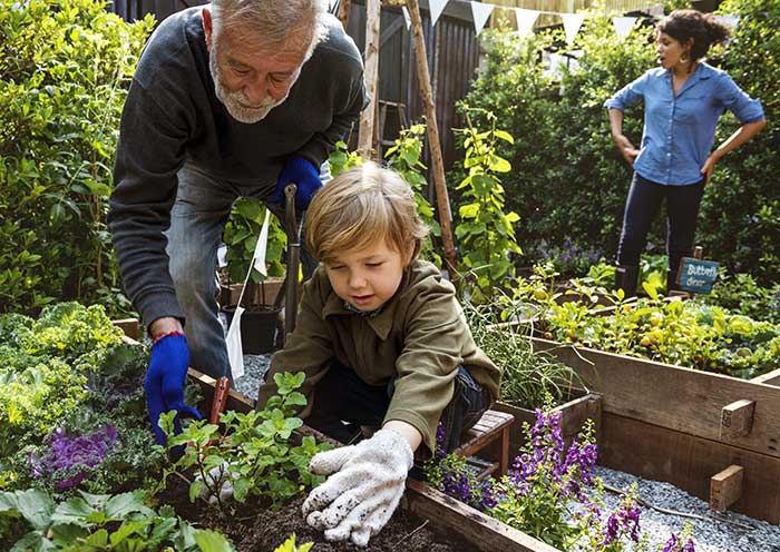 Grandparents teaching grandchild how to garden.