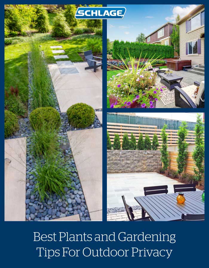 Best plants and gardening tips for outdoor privacy.