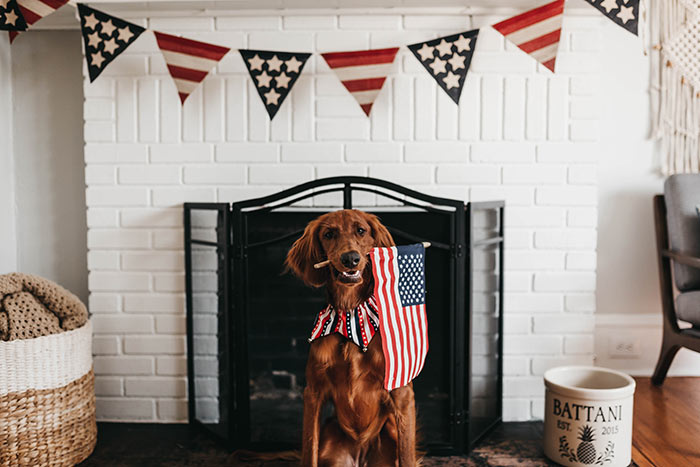 Patriotic dog in front of white fireplace