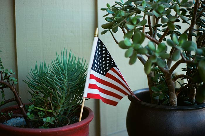 Potted succulents with American flag