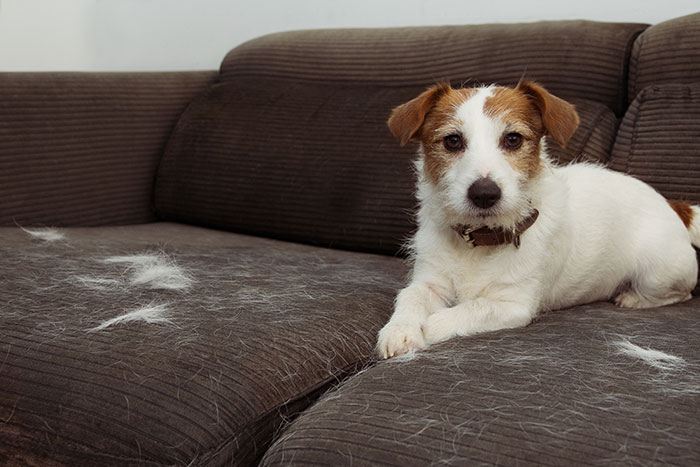 Jack Russell Terrier shedding fur on brown couch.