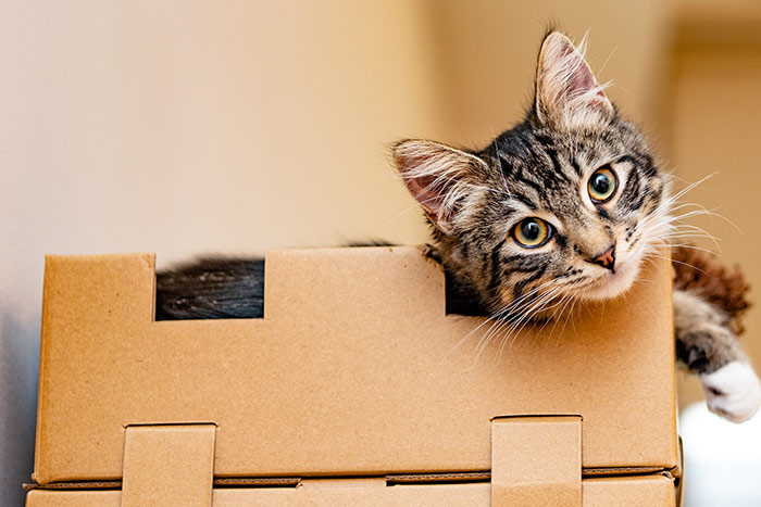 Cat laying in cardboard box.