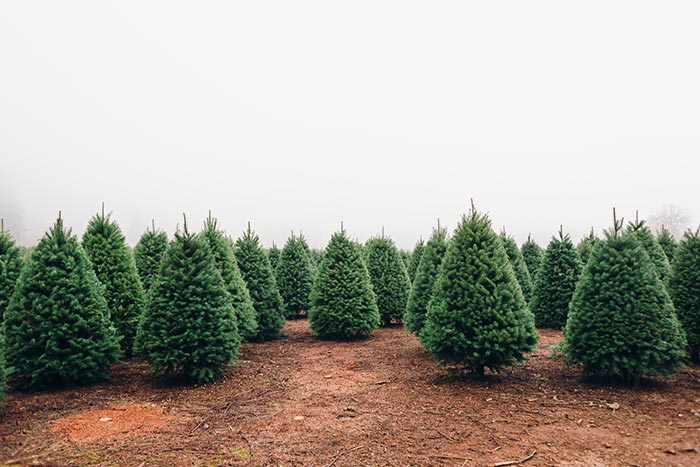 Christmas tree farm.