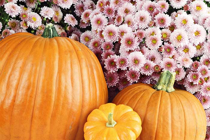 Orange pumpkins next to pink mums.