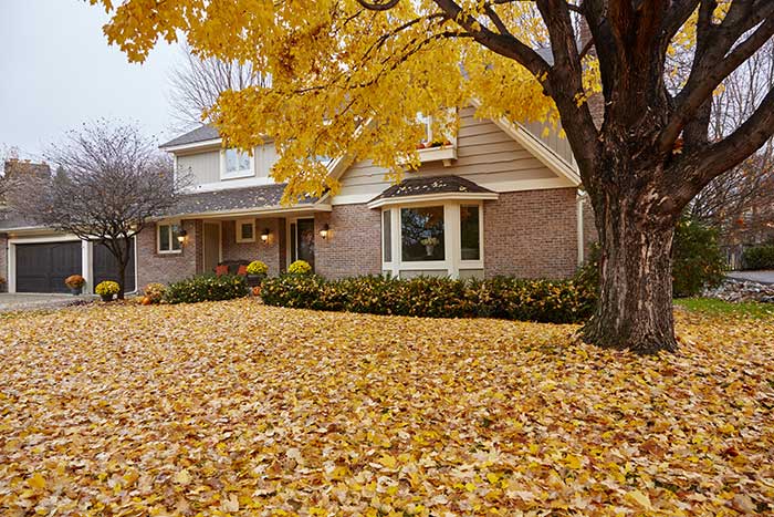 Suburban home with fall leaves covering front yard.