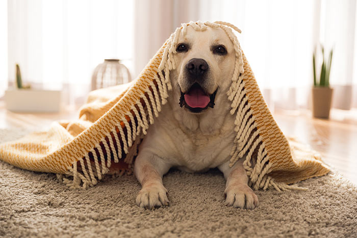Yellow lab laying under yellow throw blanket.