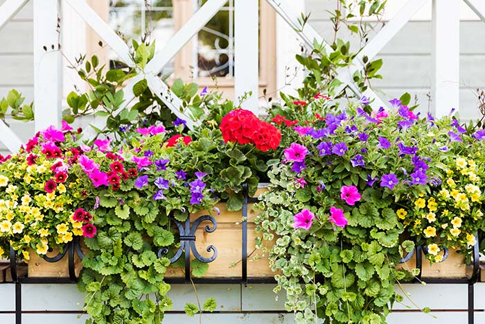 Window box full of flowers.