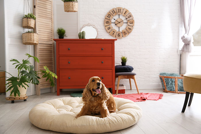 Cocker spaniel laying in dog bed in bohemian style bedroom.