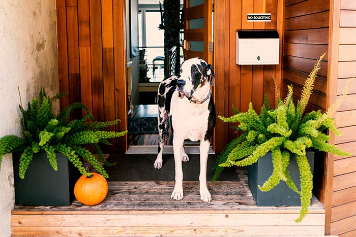 Great Dane standing on front porch with ferns and pumpkin.