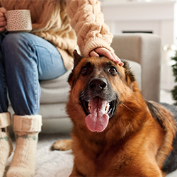 Home security and pets: 4 things to know.