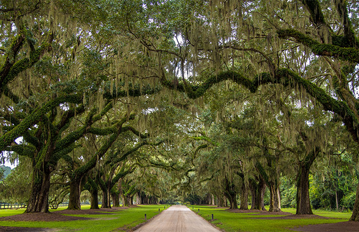 Boone Hall Plantation & Gardens