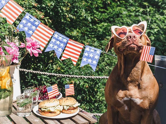 Brown dog holding American flag next to Fourth of July decor and food.