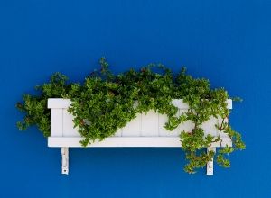 White flower box against royal blue wall.