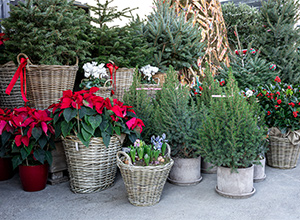 Assorted winter and holiday plants.
