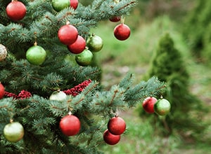 Pine tree with Christmas ornaments.