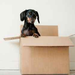Tips for moving with pets | Schlage