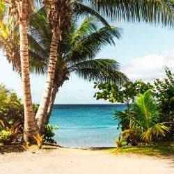 Coconut tree on beach
