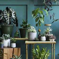 Indoor houseplant tips | Schlage