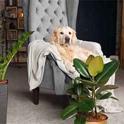 Safety tips for pets and plants | Schlage