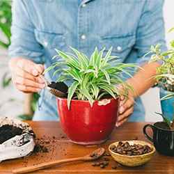 Gardening with coffee grounds | Schlage