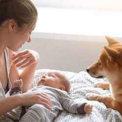 Introducing pets to your new baby | Schlage