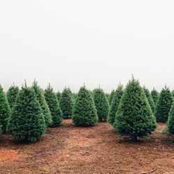 7 cheery Christmas tree alternatives | Schlage