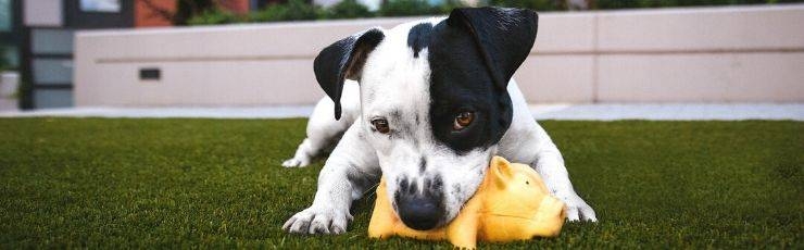 Black and white dog chewing on toy.